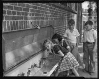 Students at the drinking fountain on the first day back to school, Montebello, 1935