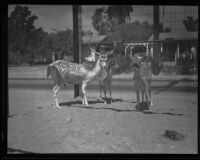 French deer standing in a cage at the S. California Bird & Pet Exchange, 1935