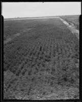 An expansive view of A.G. Busby's cotton field with trees, power lines, and road, Fresno, 1935