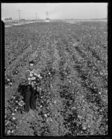 A.G. Busby with armful of cotton plants in his cotton field, Fresno, 1935