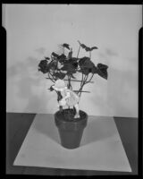 Potted plant with ornament, Los Angeles, 1935