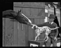 Race horse "Miracle Man," 1920s