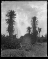 Desert Garden at the Huntington Botanical Gardens, San Marino, 1927-1939