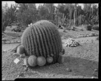 Cacti in the Desert Garden at the Huntington Botanical Gardens, San Marino, 1927-1939