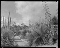Pathway in the Desert Garden at the Huntington Botanical Gardens, San Marino, 1927-1939