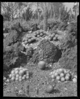 Beds of coryphantha in the Desert Garden at the Huntington Botanical Gardens, San Marino, 1927-1939