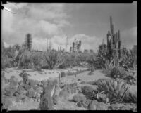 Agave plants and cactus at the Desert Garden at the Huntington Botanical Gardens, San Marino, 1927-1939
