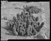 Cacti in the Desert Garden at the Huntington Botanical Gardens, San Marino, 1927-1939