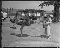Woman feeds an ostrich form a bucket at Cawston Ostrich Farm, South Pasadena, 1935