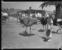 Woman feeds ostriches at Cawston Ostrich Farm, South Pasadena, 1935