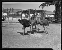 Ostriches at Cawston Ostrich Farm, South Pasadena, 1935