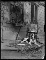 Kipling, Olive Percival's dog, at her home, Burbank, 1898