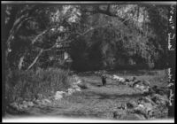 Cat strolling down a path in Olive Percival's Arroyo Seco garden, Los Angeles, 1922