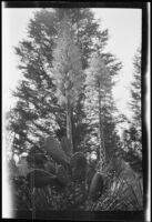 Agave plants in bloom in Olive Percival's Arroyo Seco garden, Los Angeles, 1900-1944