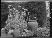 Olive Percival's Arroyo Seco garden with flowering succulents, pots and river stones, Los Angeles, 1919