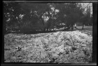 Olive Percival's Arroyo Seco garden covered in snow with San Pascual Avenue on the right, Los Angeles, 1932