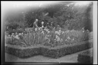 Alice Gibbs and Dwight Gibbs in an iris garden, (Los Angeles?), 1941
