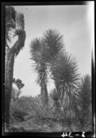 Joshua trees photographed by Olive Percival, Lancaster vicinity, 1934