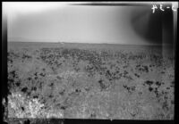 Poppy field photographed by Olive Percival, Palmdale vicinity, 1934