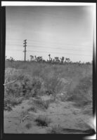 Joshua trees photographed by Olive Percival, Lancaster vicinity, 1934
