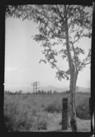 Joshua tree landscape photographed by Olive Percival, Lancaster vicinity, 1934