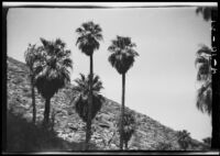 Desert hillside and palm trees, (Palm Springs?), 1927