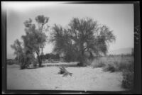 Two trees in a vacant area photographed by Olive Percival, 1932