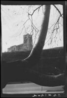 Large tree branch growing sideways photographed by Olive Percival, (Los Angeles?), 1920
