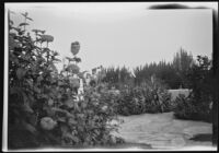 Reynolds residence patio garden, Palos Verdes Estates, 1927