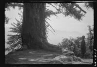 Large pine tree with a ranger (?) standing on the right, Mount Wilson, 1920