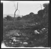 Arroyo Seco landscape in Olive Percival's neighborhood, Los Angeles, 1898-1899