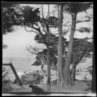 Distant view of the coastline through Monterey pines, Monterey vicinity, 1900-1930