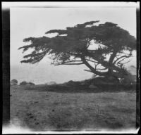 Monterey pine, Monterey vicinity, 1900-1930