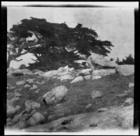 Monterey pine, Monterey vicinity, 1900-1930