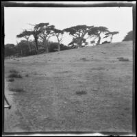 Landscape with Monterey pines, Monterey vicinity, 1900-1930