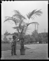 Child stands beside potted kentia palm, Los Angeles, 1936