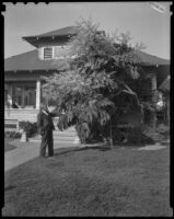 Man beside a flowering shrub in a front yard, Los Angeles, 1936