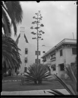 Agave plant in a front yard, Los Angeles, 1936