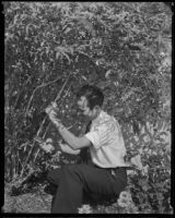 Man pruning a shrub in his garden, Los Angeles, 1936