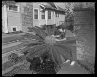 Woman tending small palm in her yard, Los Angeles, 1936