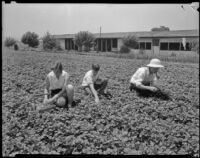 Members of the Wood family pick strawberries on their small farm, San Fernando Valley, 1935