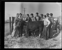 Class of high school students gather around a cow, Norwalk, 1935