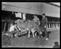 Farming student milks a cow while his classmates watch, Norwalk, 1935
