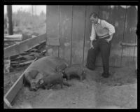 Excelsior Union farming student watches as a sow feeds her piglets, Norwalk, 1935