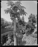Yaqui Indian named Aguilar picks a papaya in Colonel Stewart's garden, La Habra Heights, 1935