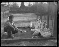 Boy poses while feeding ducks in their pen, Southern California, 1935