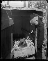 Boy looks at chicken in a nesting box, Los Angeles, 1936