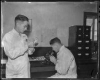 Veterinarians examine a chicken at the Poultry Pathology Laboratory, Los Angeles, 1935