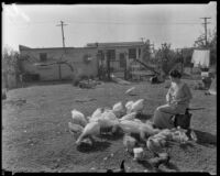 Woman feeding chickens in her back yard, Los Angeles, 1936