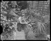 Neville Phillips tends to his garden, Glendale, 1935